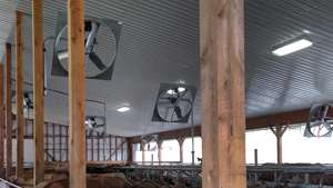 Dairy Barn Ventilation  