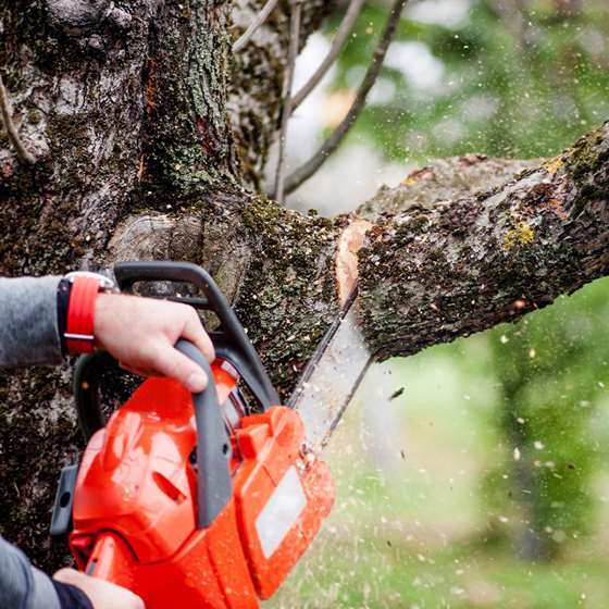 an electric chainsaw cutting a tree limb