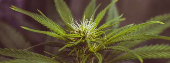A cannabis plant
