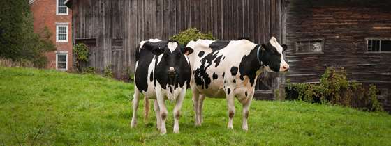 Two cows stand near a farm in Vermont