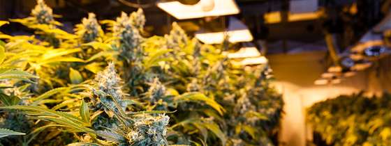 Cannabis plants growing indoors