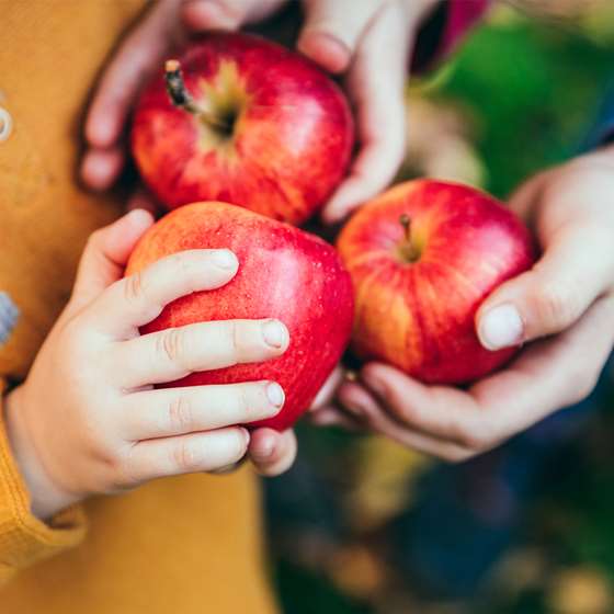 Hands holding three ripe red apples