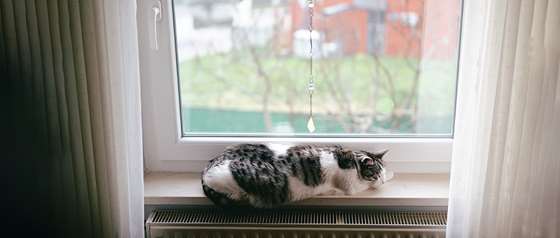 cat sleeping in a window