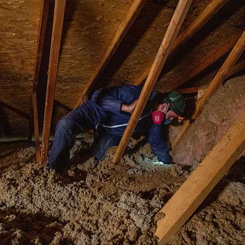 A contractor wearing a face mask and blue protective gear carefully crawls through attic insulation