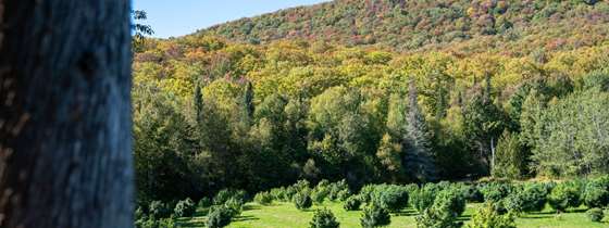 A field of hemp plants with a hillside of fall foliage in the background