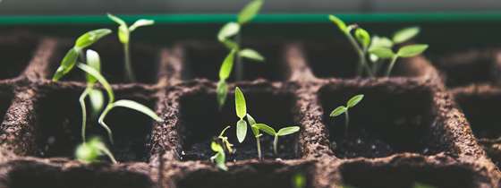 Seedlings popping up out of seed trays