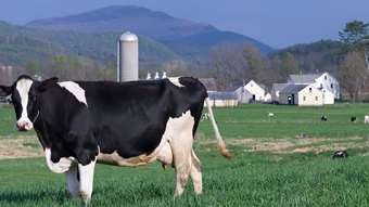 Vermont dairy processing facilities save & grow