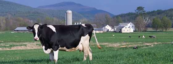 Black and white cow standing in pasture, reflecting that this blog is about the dairy industry