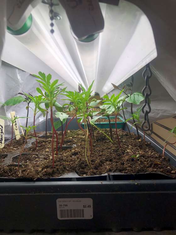 A seed starting setup with LED grow lights