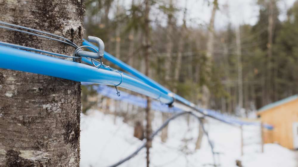 Photo of a sugaring setup