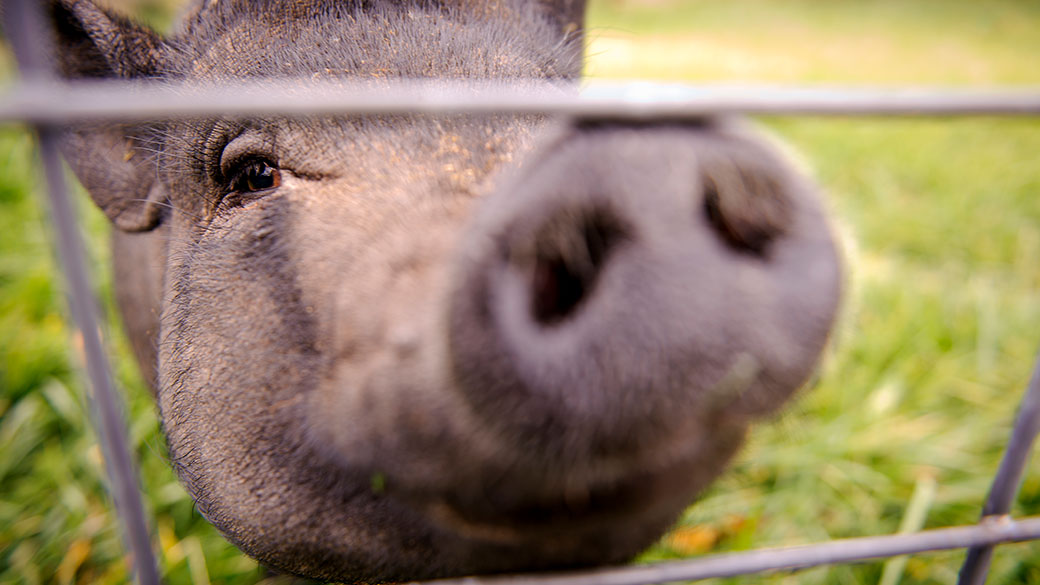 Potbellied pig