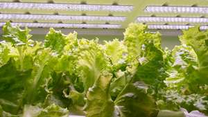 LED Lighting for Indoor Growing