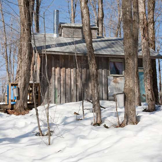 Advances in Maple Syrup Production