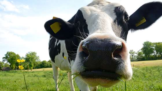 Track ‘Til the Cows Come Home