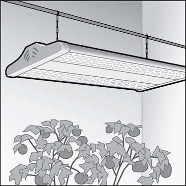 An illustration of a LEDs for Indoor Growing